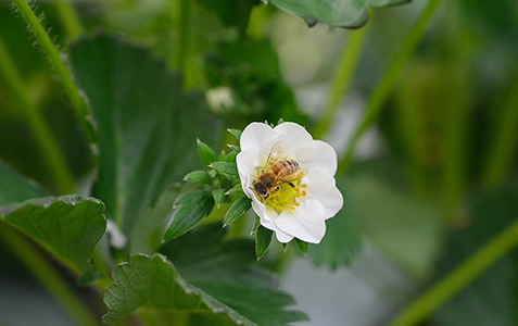 【新商品】宮城県山元町「山元いちご農園」のにこにこベリーとずんだのタルト
