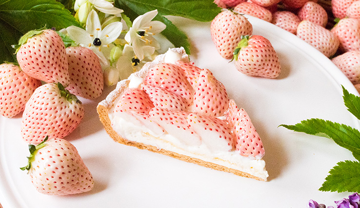 特選 白イチゴ “初恋の香り”のタルト