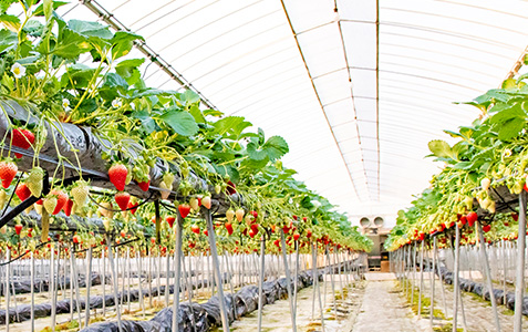 香川県三木町「青野いちご園」女峰のタルト